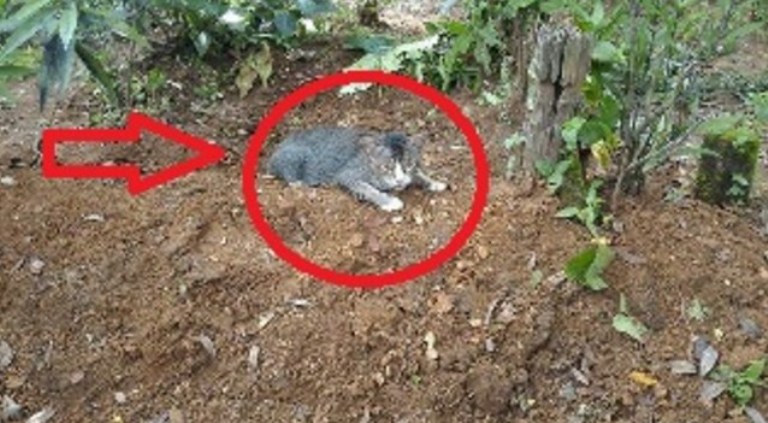 Mengapa Kucing Ini Diam Setiap Hari di Kuburan? Ternyata...